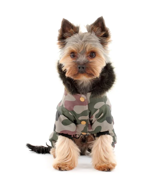 Yorkshire terrier em roupas de inverno — Fotografia de Stock