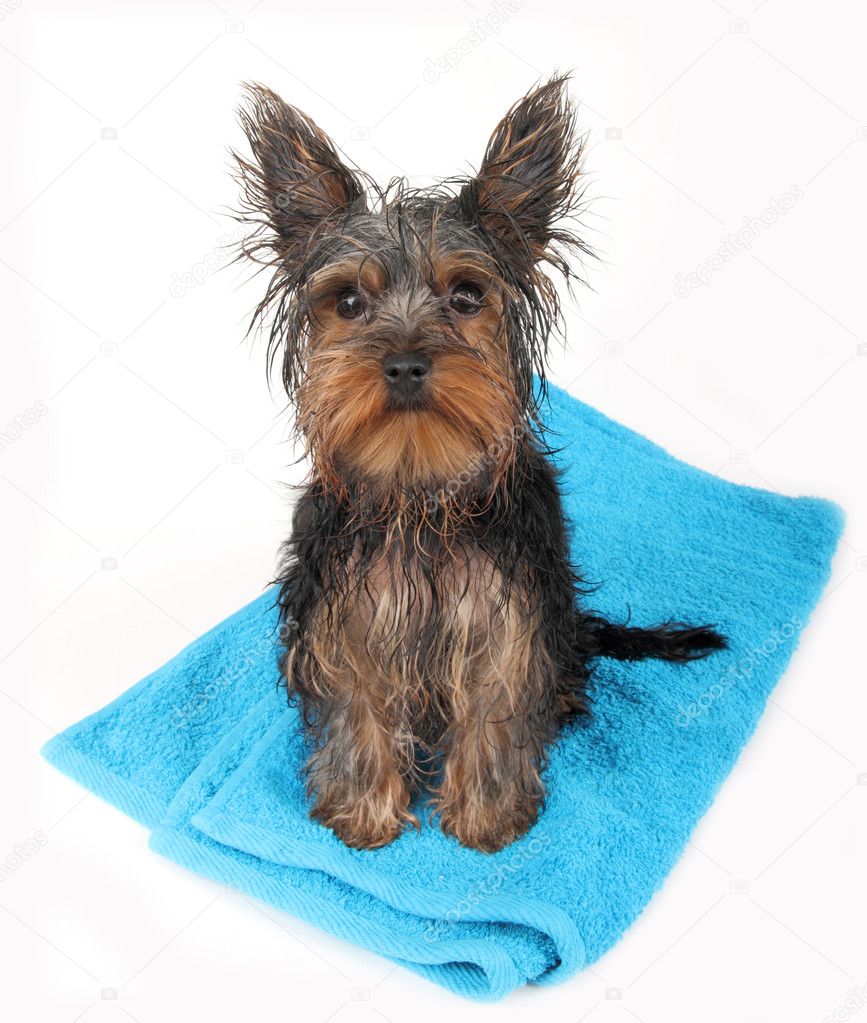 Wet dog after bath