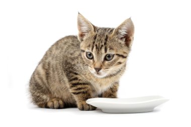 Young cat eating clipart