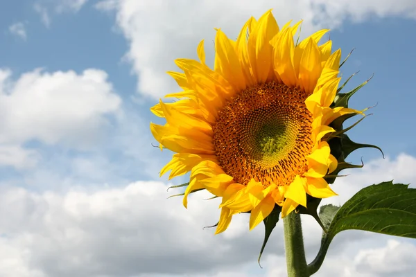 Gelbe Sonnenblume — Stockfoto