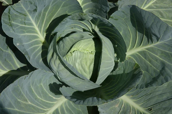 stock image Green cabbage's head with leafs