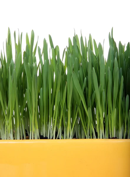 Fresh green grass in yellow flowerpot — Stock Photo, Image