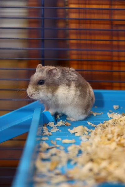 stock image Young hamster in your cage