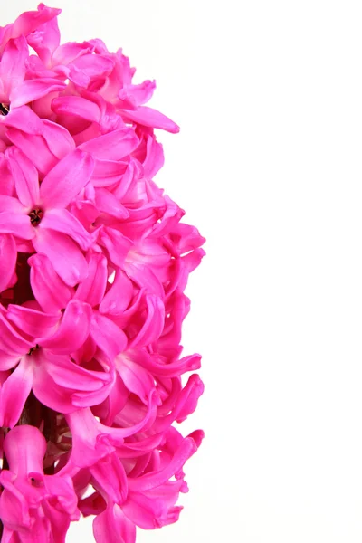 Çiçek sümbül — Stok fotoğraf