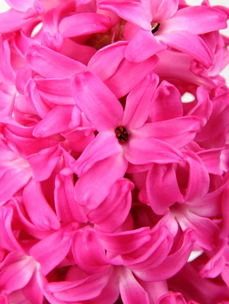 Pink beautiful hyacinth — Stock Photo, Image