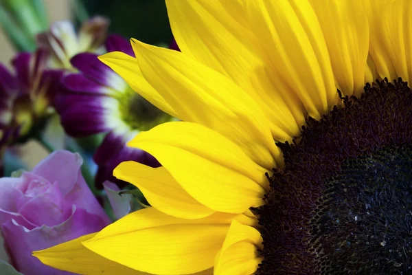 Sunflower closeup with garden behind — Stock Photo, Image