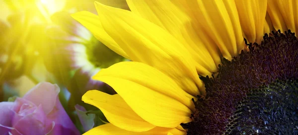 Sunflower closeup in landscape with sunshine behind — Stock Photo, Image