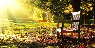 Old bench with autumn leaves and morning sunlight