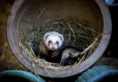 Ferrets found a home