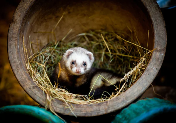 Ferret encontró un hogar en una vieja maceta y paja — Foto de Stock