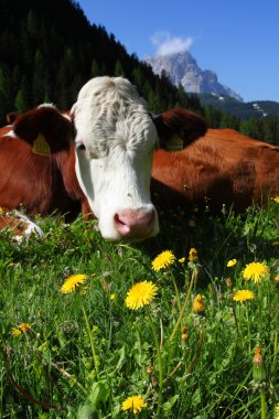 Cow on a pasture clipart