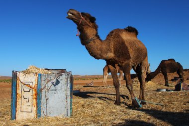 sahara Çölü'nde Develer