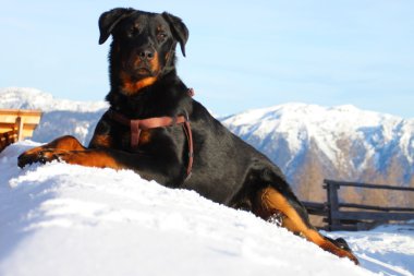 Dağlarda bir köpek