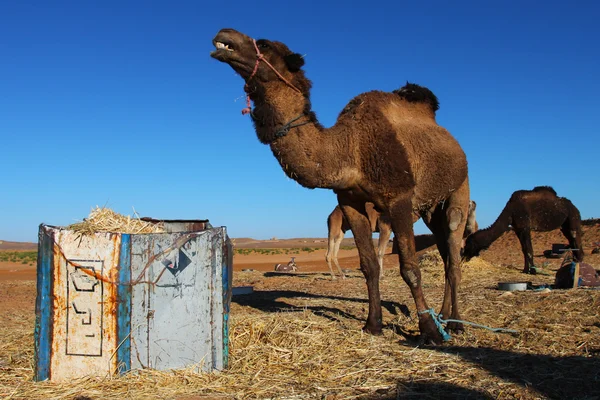 Stock image Camels in Sahara desert