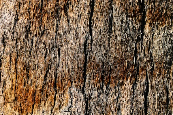 Palm tree bark background — Stock Photo, Image