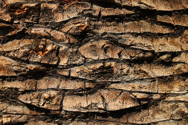 パーム ツリーの樹皮の背景 — ストック写真