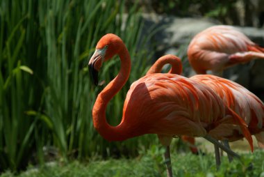 pembe flamingo