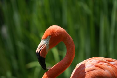 pembe flamingo