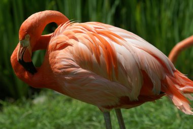 pembe flamingo