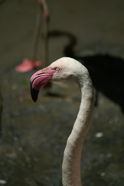 Mayor Flamingo — Foto de Stock