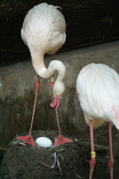 Flamingo superior — Fotografia de Stock