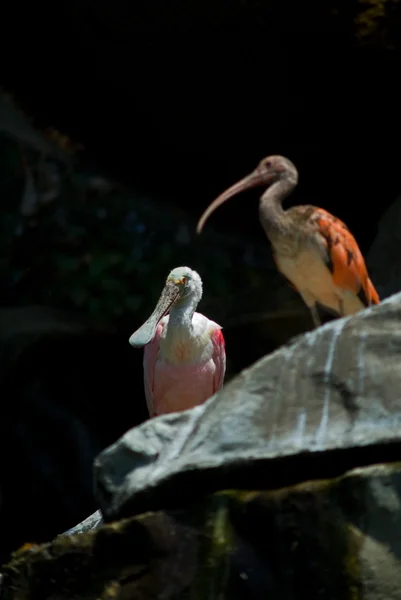 Ibis écarlate et spatule de rose — Photo