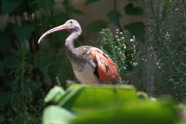 Ibis szkarłatny — Zdjęcie stockowe
