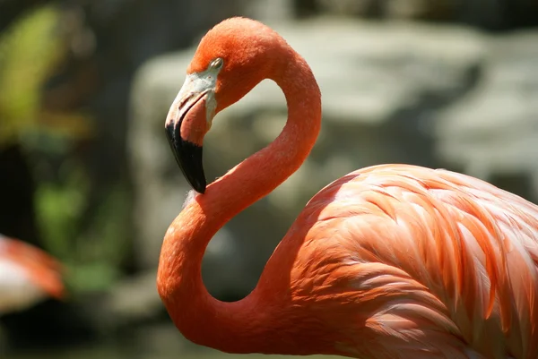 Roze flamingo Stockfoto