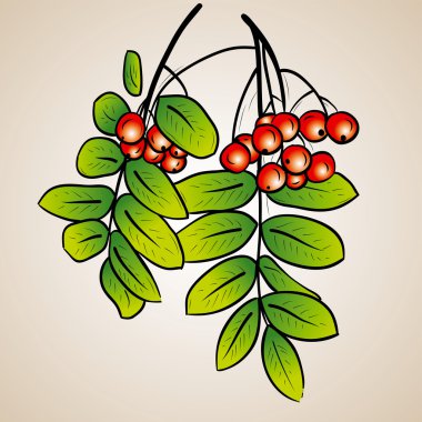 Rowanberry