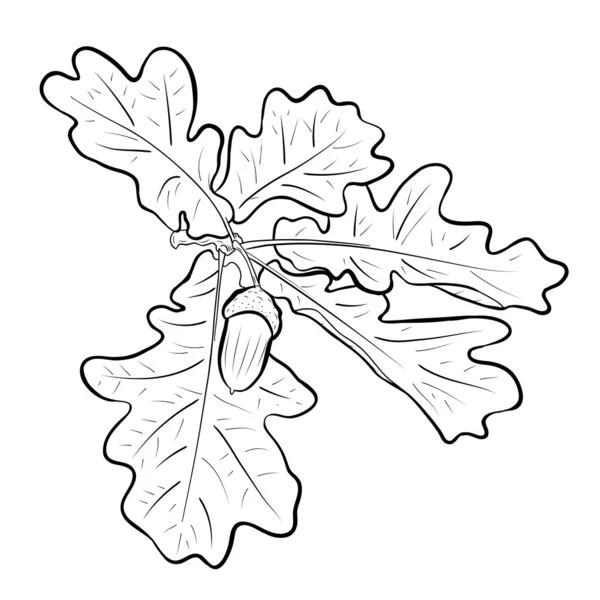 Chêne d'Acorn — Image vectorielle