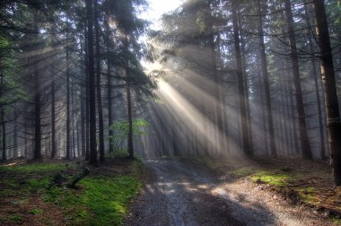 Morning coniferous forest in fog clipart