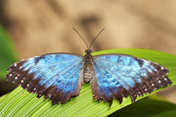 Mariposa morfo azul —  Fotos de Stock