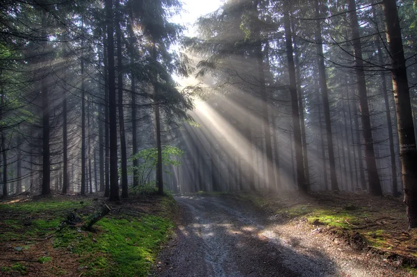 Утренний хвойный лес в тумане — стоковое фото