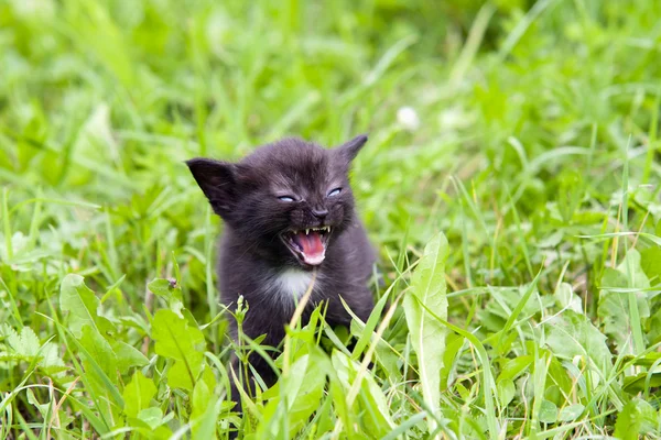 Pequeno gatinho zangado na grama — Fotografia de Stock