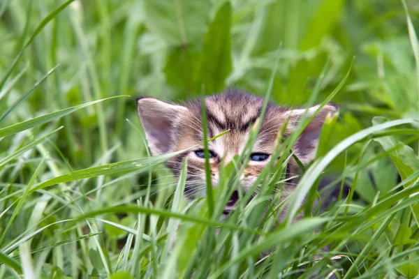 Small kitten in the grass — Stock Photo, Image