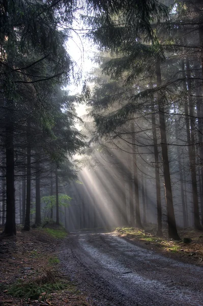 晨雾中的森林 — 图库照片