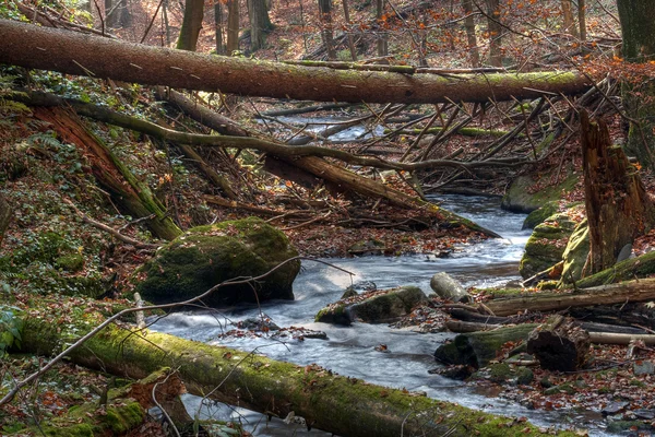 Brook na floresta — Fotografia de Stock