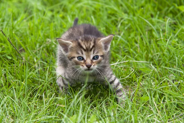 Kočka v trávě — Stock fotografie