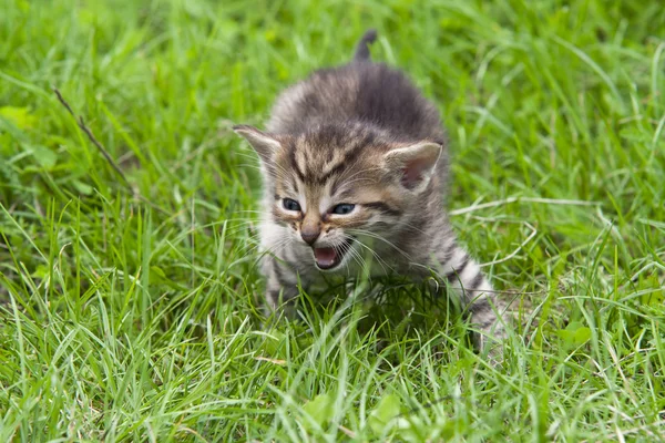 Kleines Kätzchen im Gras — Stockfoto