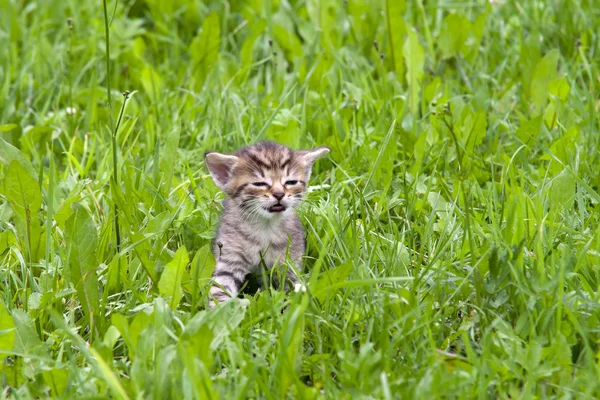 분실 된 고양이 — 스톡 사진