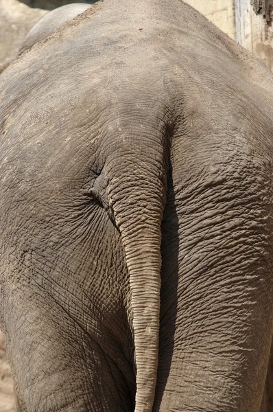 Dos d'éléphant — Photo