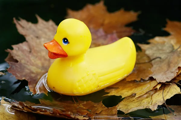 stock image Plastic duck on the water