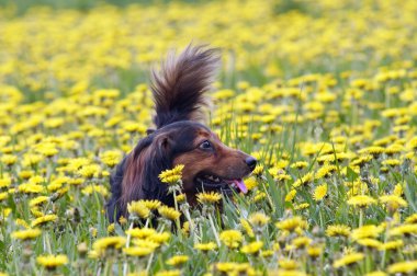 Dachshund dandelions çayır üzerinde