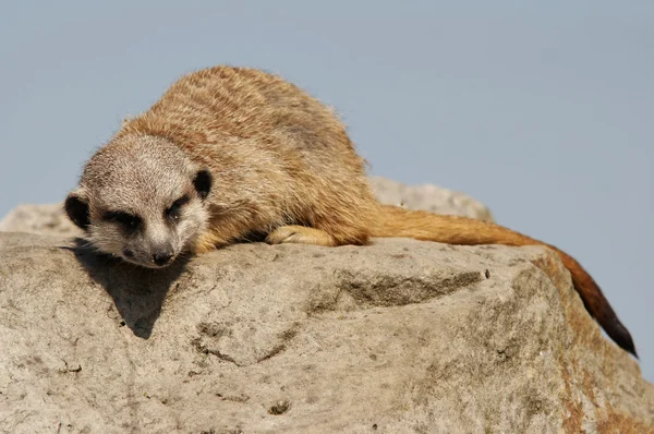 Ύπνου meerkat — Φωτογραφία Αρχείου