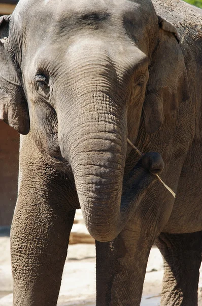 Азиатский слон с зубочисткой — стоковое фото