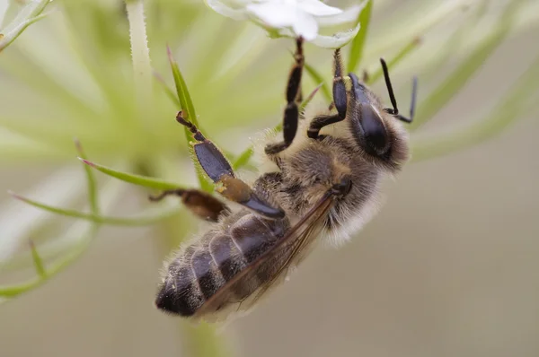 Pollination — Stock fotografie