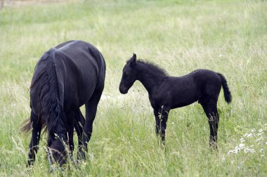 Mare siyah colt ile