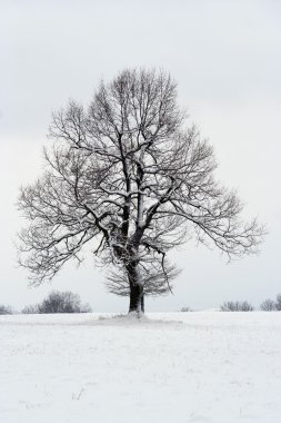 Kışın ağaç