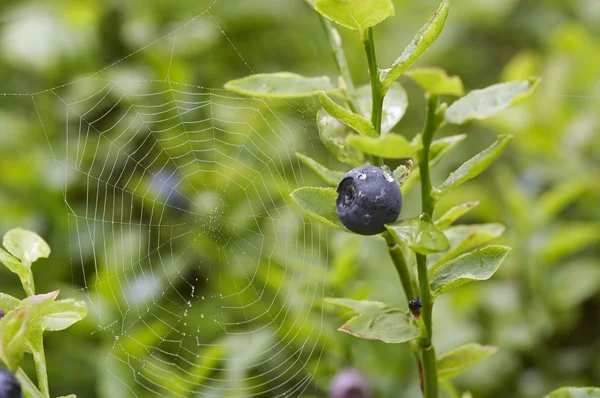 Blueberry shrubs and spider web — Stock Photo, Image