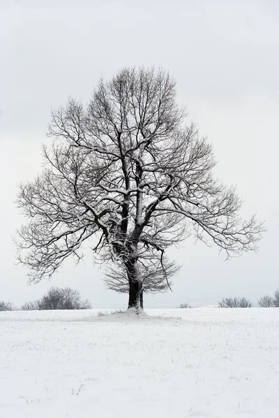 Copac iarna — Fotografie, imagine de stoc